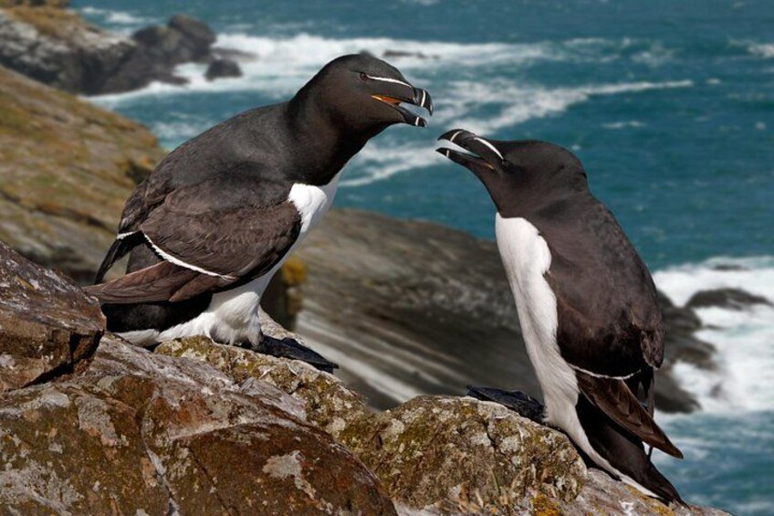 Small Group - Cliffs Cruise and Aran Islands in a Day from Galway 2