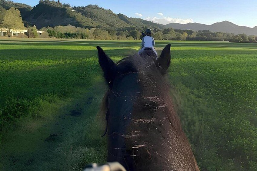 A horse with a rider in a green field with mountains in the background. 5