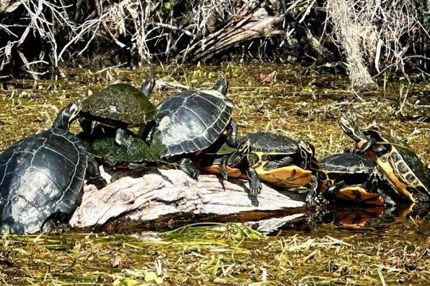 A group of turtles on a log in a marshy area. 3
