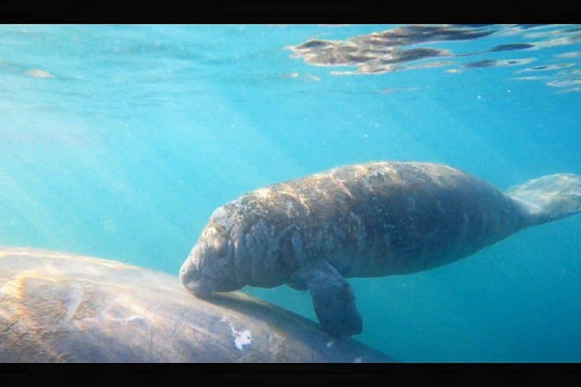A manatee swimming in clear blue water. 2