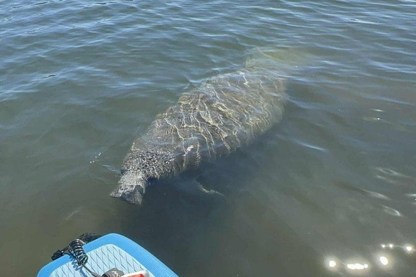 A large aquatic animal, possibly a manatee, swimming in a body of water. 5