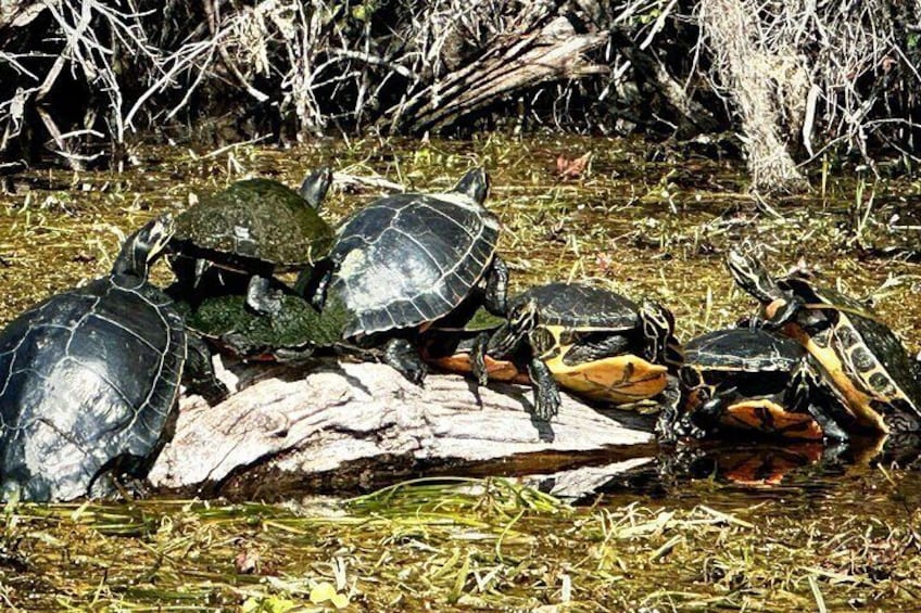 A group of turtles on a log in a water body surrounded by vegetation. 3