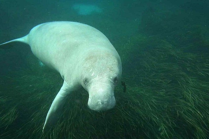 A manatee swimming underwater. 5