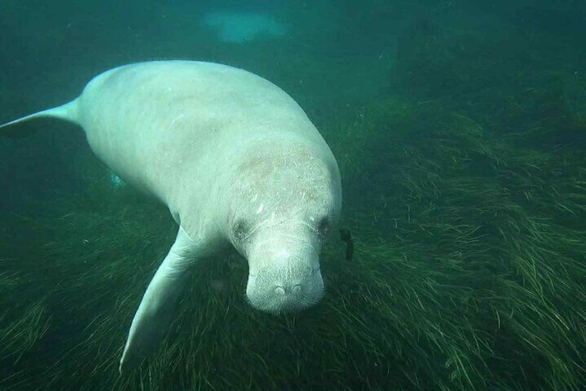 A manatee swimming underwater. 5