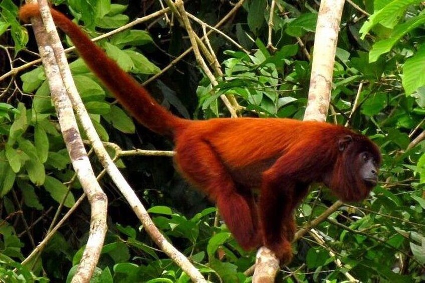Un primate marrón rojizo con una cola larga, posado en una rama de árbol en medio de un follaje verde y denso. 5
