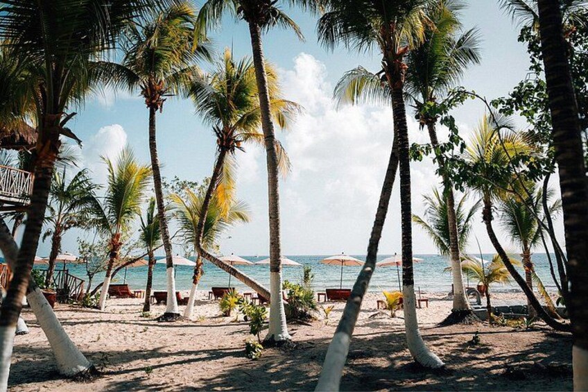A beach with palm trees, lounge chairs, and umbrellas. 4