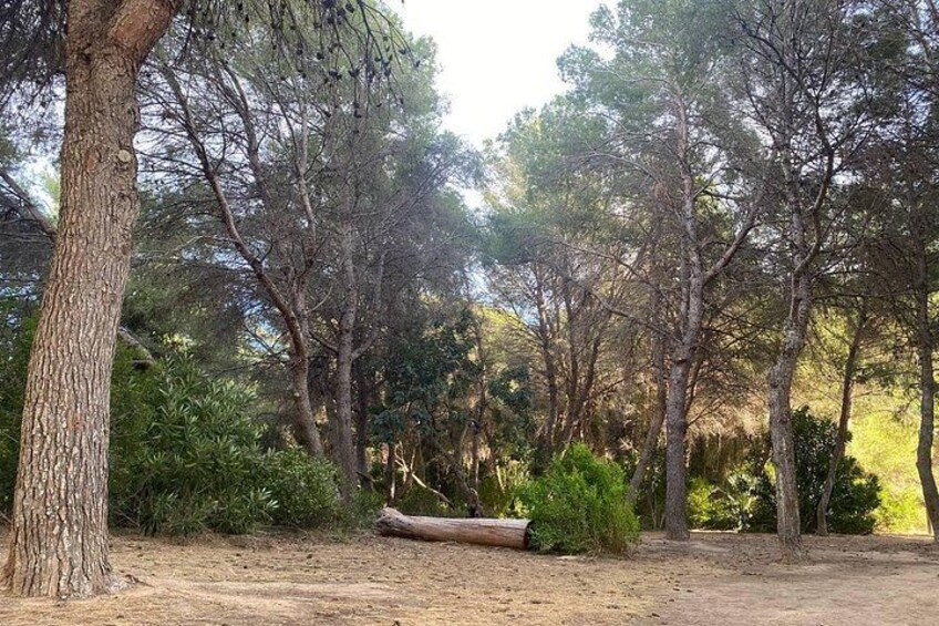 A forest with tall trees, a fallen log, and a dirt path. 2