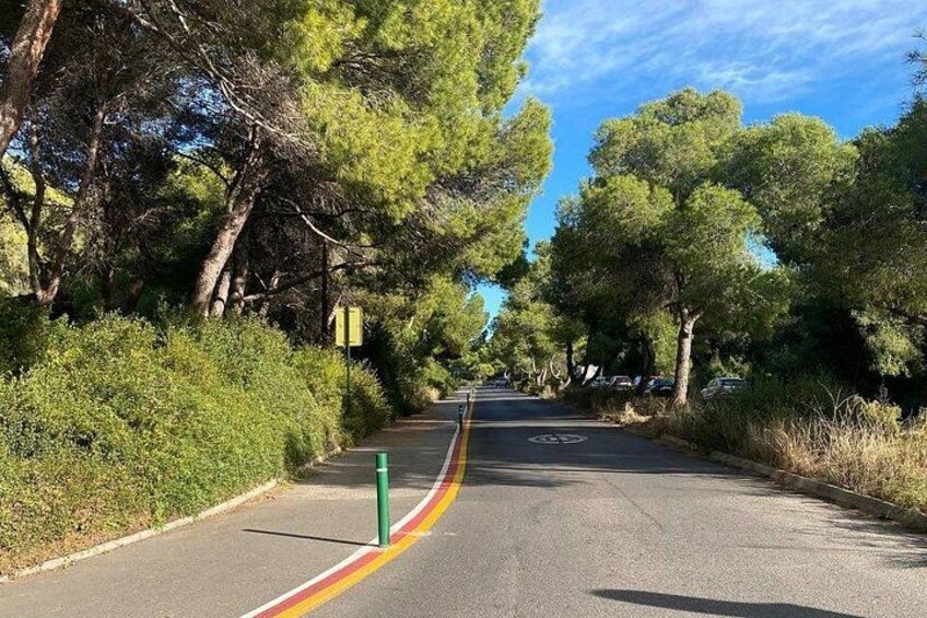 A road with a yellow line, green bollards, and trees on both sides. 2