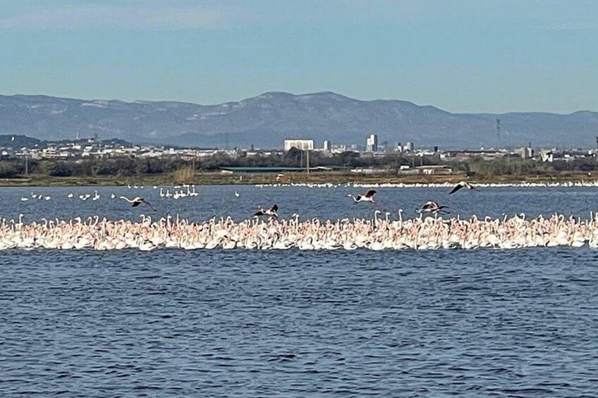 A large flock of flamingos in a body of water with a cityscape and mountains in the background. 5
