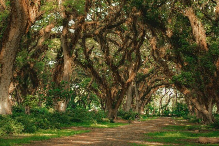 A pathway surrounded by large trees with hanging moss. 2
