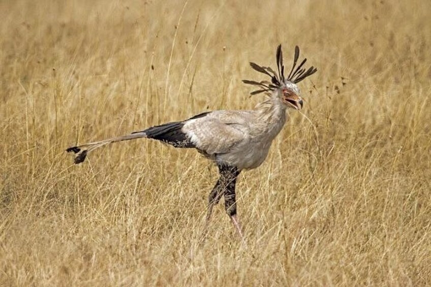 Amboseli National Park Day Safari With Options 2