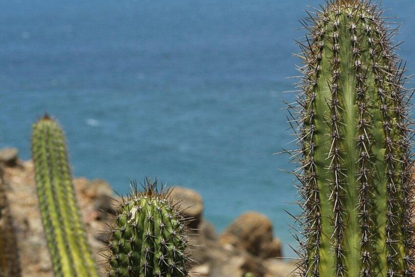 Een cactus met stekels, een cactus met strepen en een cactus met een ronde vorm. 2