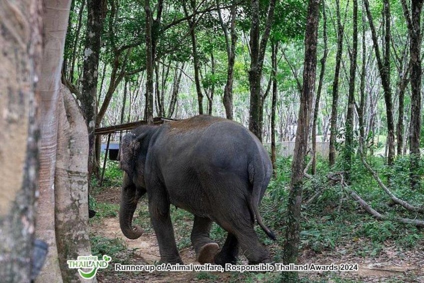 An elephant in a forested area with trees and a wooden structure. 1