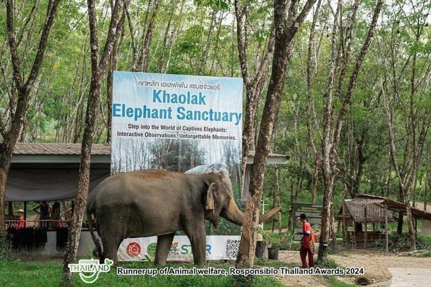 An elephant in a sanctuary with a signboard in the background. 5