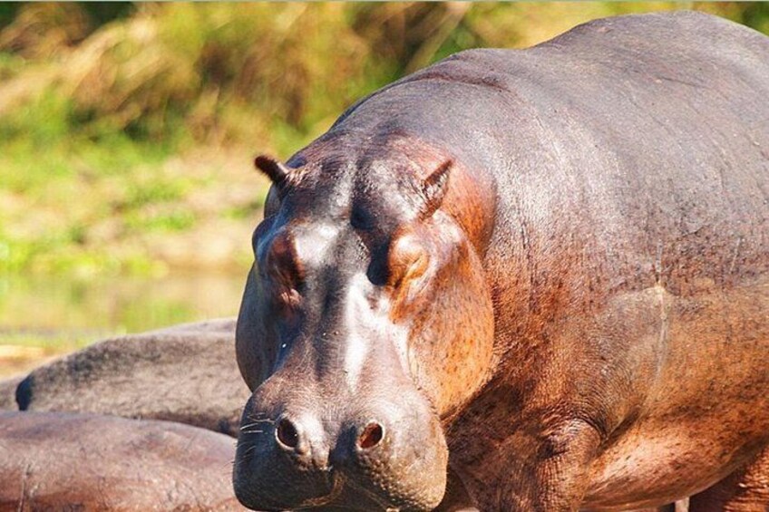 A hippopotamus near a body of water. 4