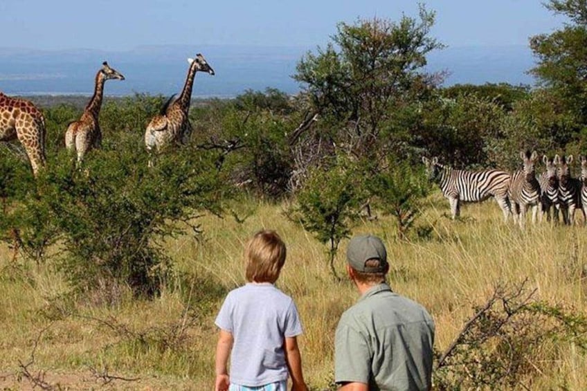 A grassy field with giraffes and zebras. 3