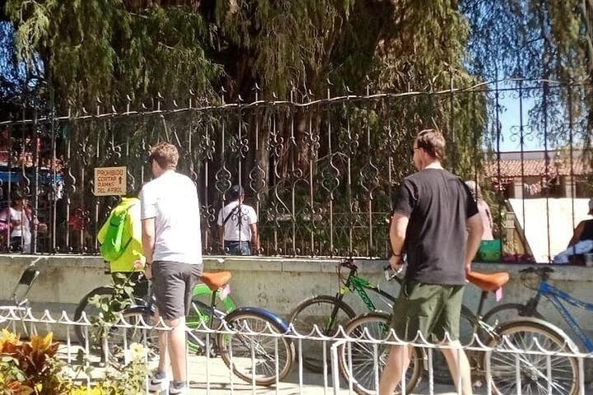 Cycle to the biggest tree in the world in Santa María del Tule 4