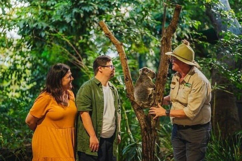 Koala Experience and Gold Coast Beaches Private Tour Ex. Brisbane 5