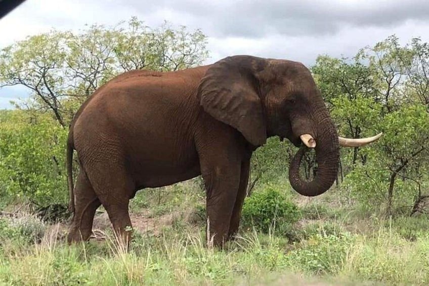An elephant in a natural setting with trees and grass. 2