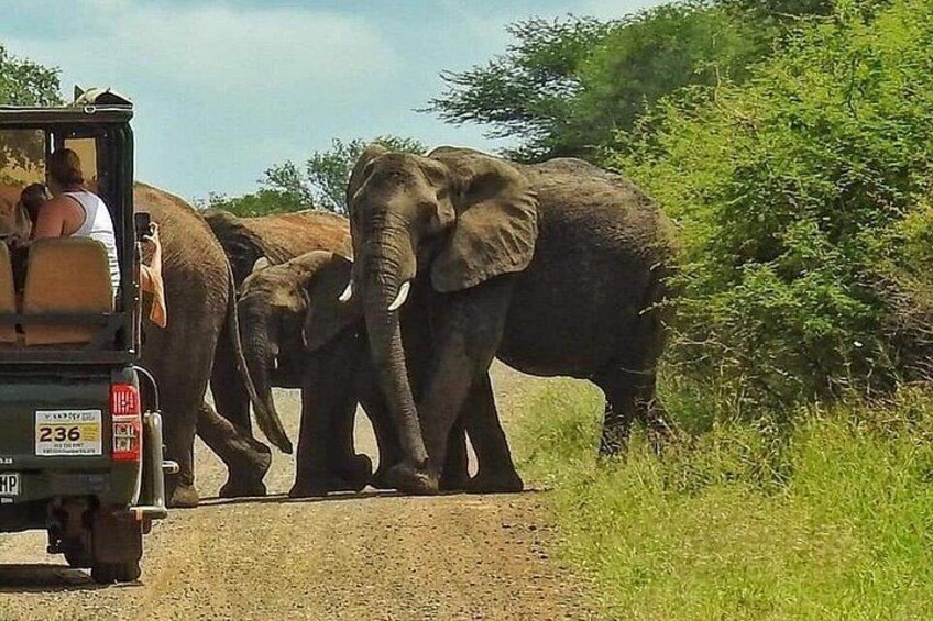 A jeep with passengers and elephants on a dirt road. 3