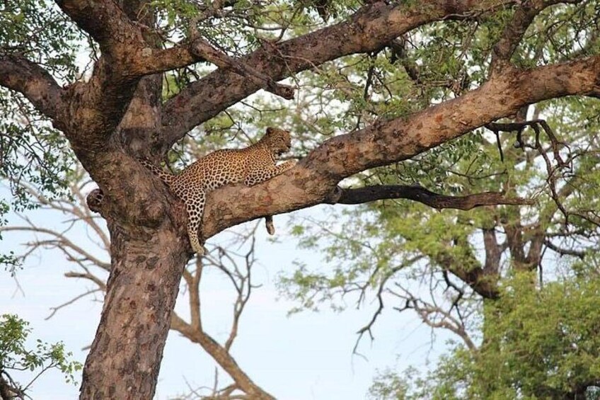 2 Days Sun City and Pilanesberg 2