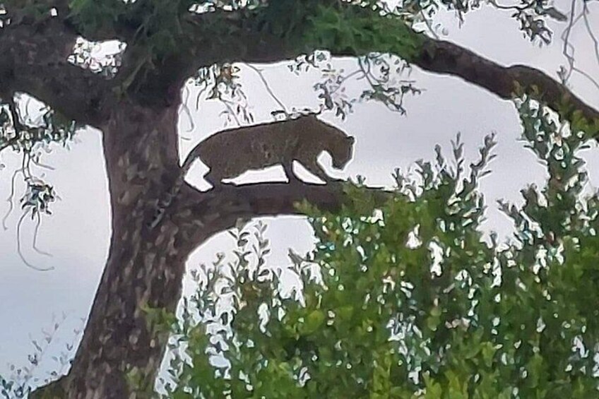 A leopard walking on a tree branch. 4