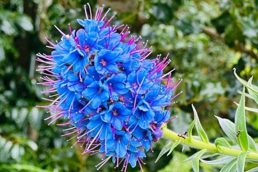 En gruppe blå blomster med lyserøde støvdragere, omgivet af grønt løv. 3