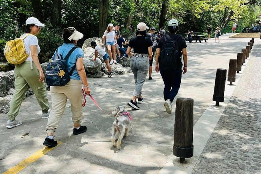 People walking on a paved path with a dog, surrounded by trees and wooden bollards. 1