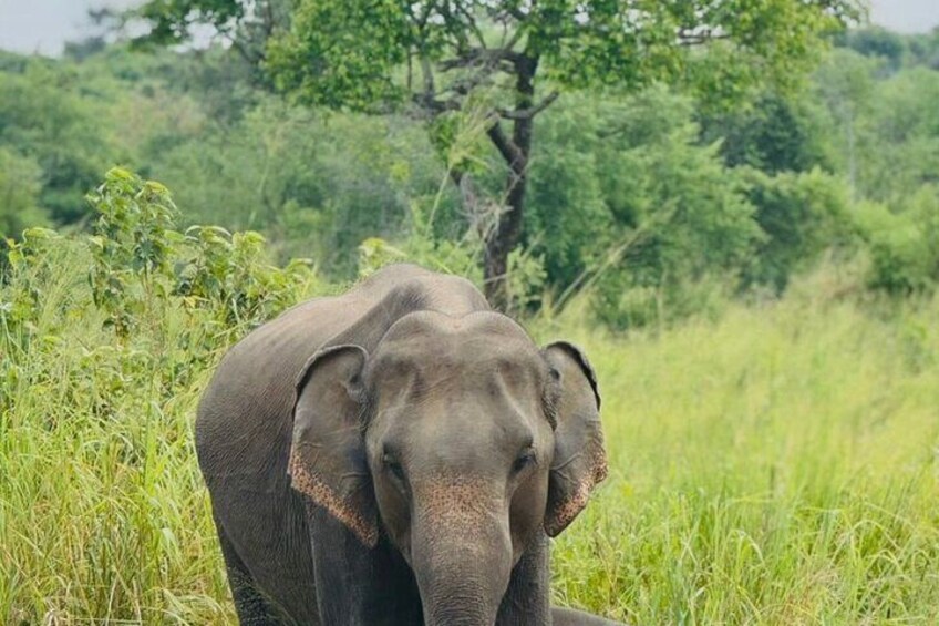 Un éléphant dans un champ d’herbe, avec des arbres en arrière-plan. 5