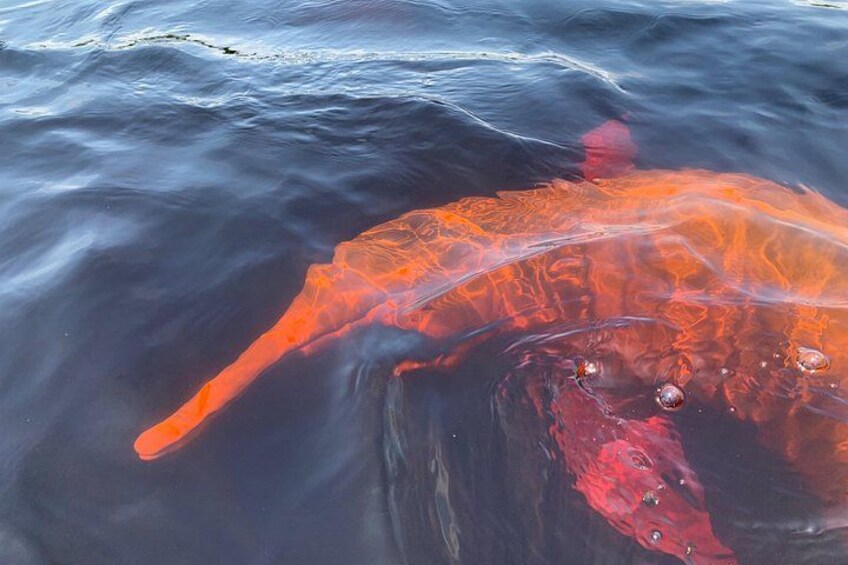 A large fish with a red and orange body partially submerged in water. 2
