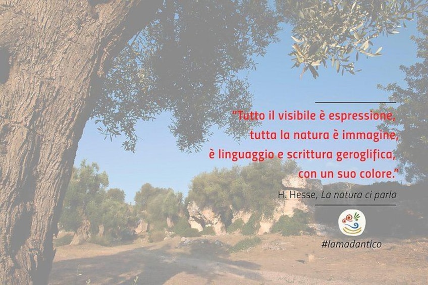 Een pad omzoomd door bomen met een citaat in het Italiaans. 2