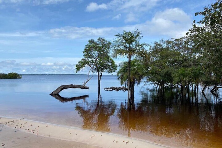 Une plage inondée, avec des arbres et une souche d’arbre renversée. 1