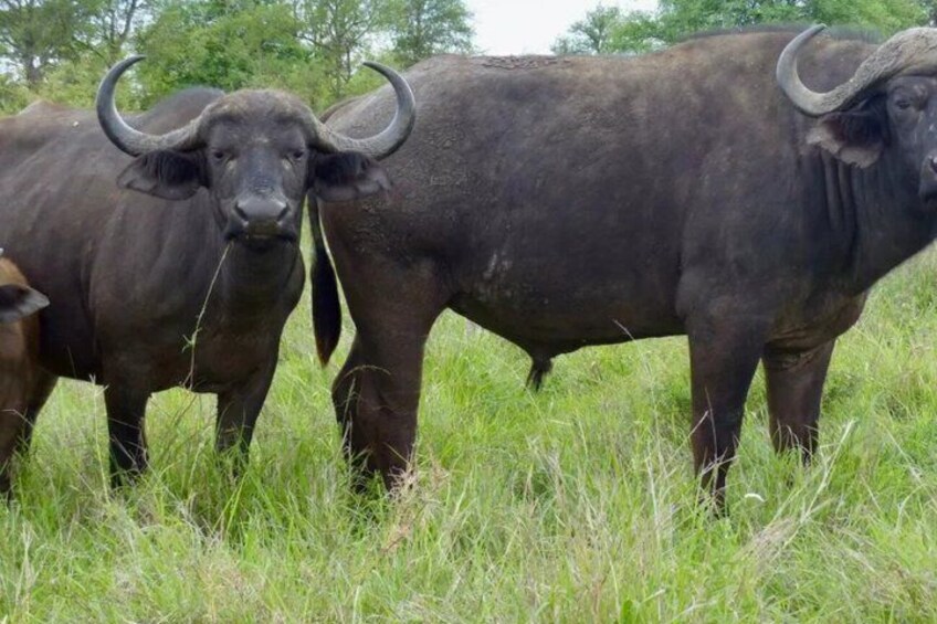Two large black buffaloes with curved horns standing in a grassy field. 2