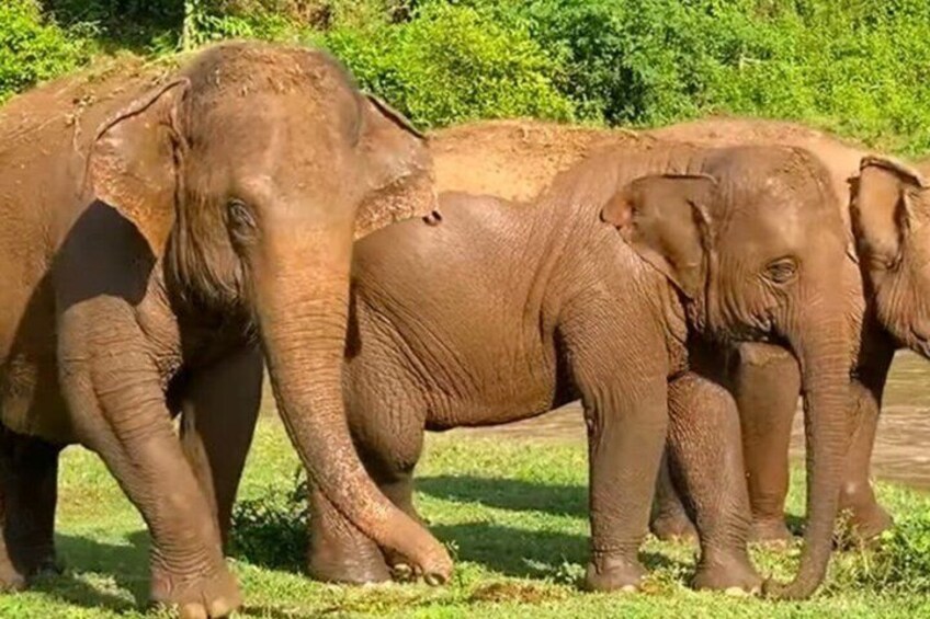 A group of elephants in a natural setting with greenery in the background. 3