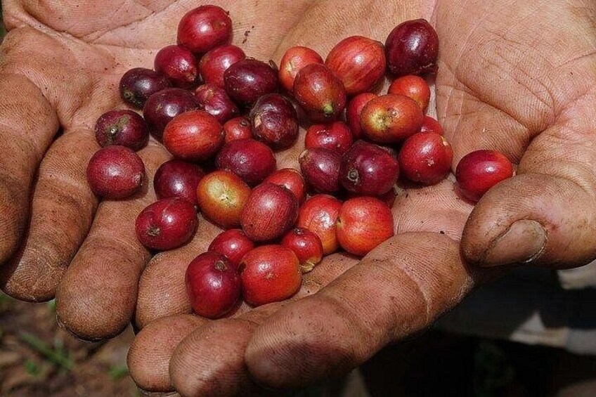 From Huatulco : Cultural immersion of cocoa and coffee in the Sierra 2