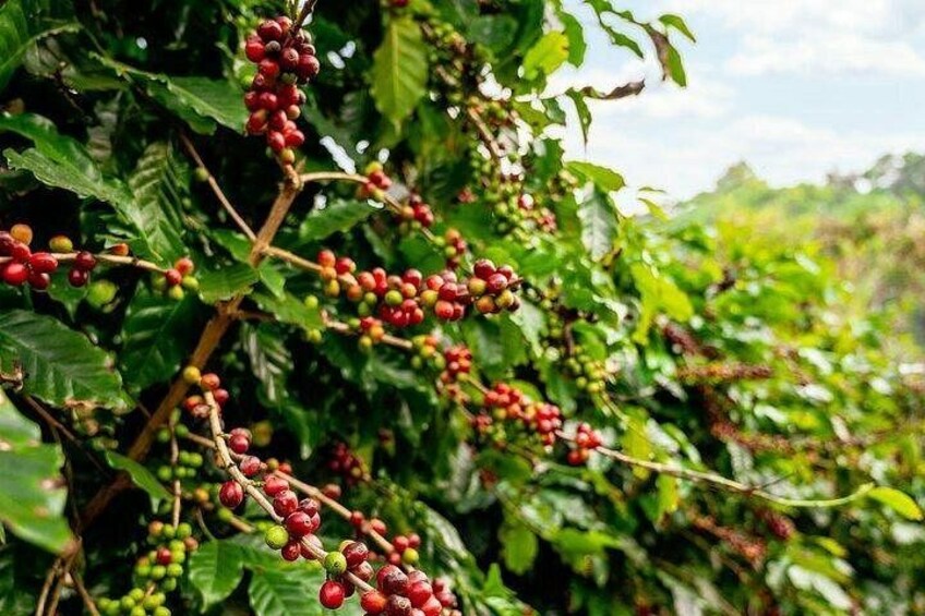 From Huatulco : Cultural immersion of cocoa and coffee in the Sierra 4