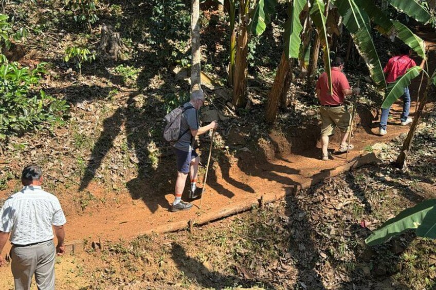 Personas caminando por un área boscosa con senderos de tierra y árboles de plátano. 2