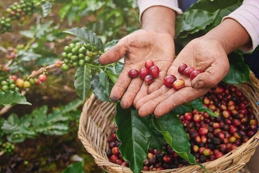 From Huatulco : Cultural immersion of cocoa and coffee in the Sierra 5