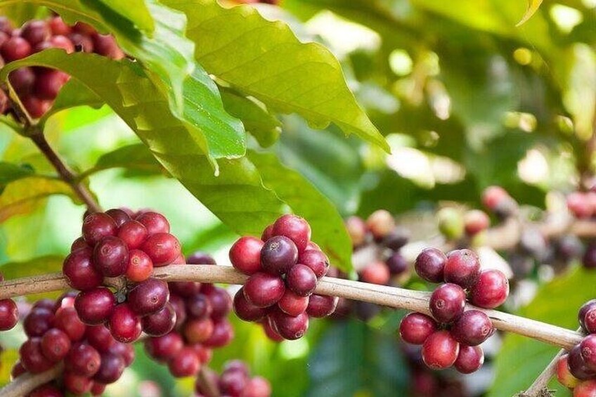 From Huatulco : Cultural immersion of cocoa and coffee in the Sierra 3