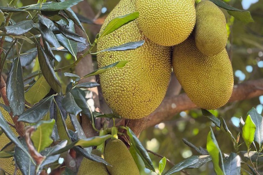 Un racimo de jackfruits colgando de un árbol con hojas verde oscuro. 3