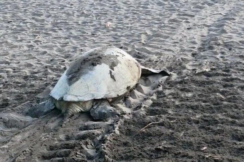 Une tortue sur une plage de sable. 4