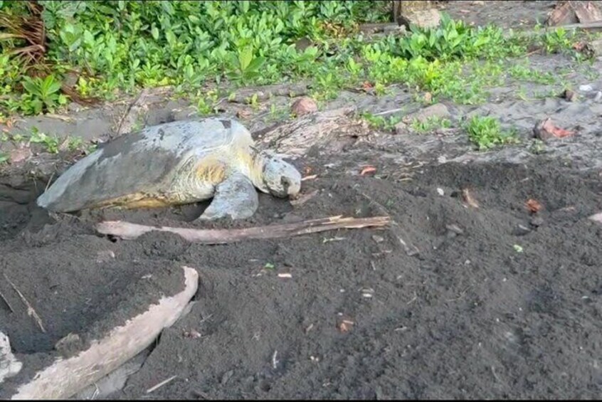 Une tortue de mer sur un chemin de terre, avec des plantes vertes en arrière-plan. 5
