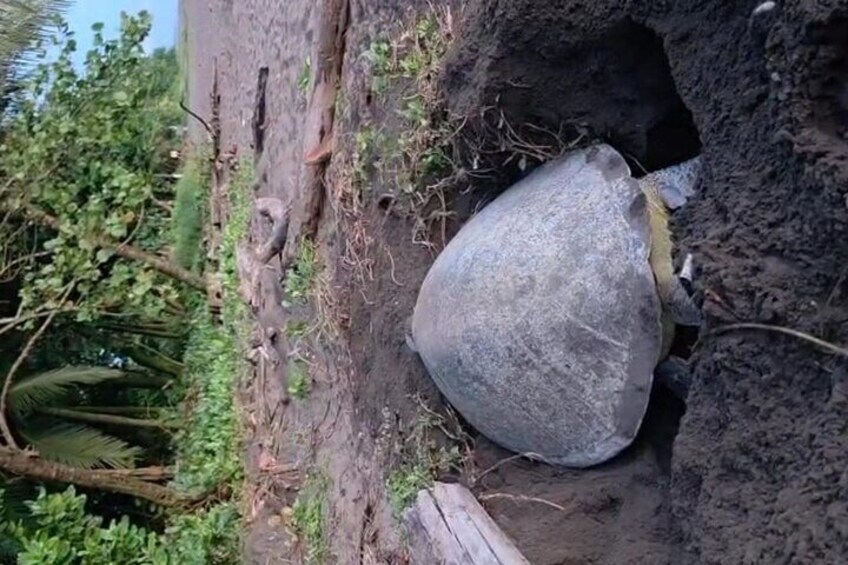 Une tortue sortant partiellement d’un trou dans une surface rocheuse. 2