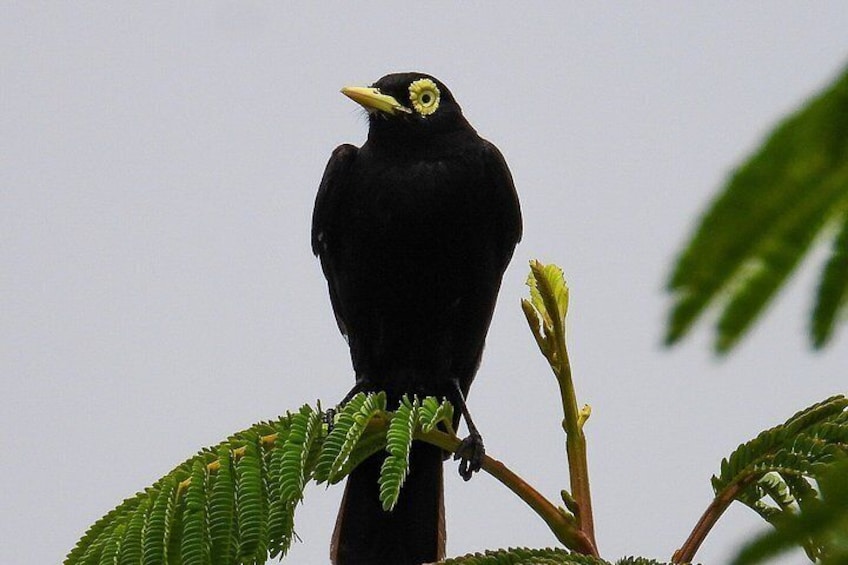 Birdwatching from Santiago: Andes or Pacific Coast. Flexible Tour 4