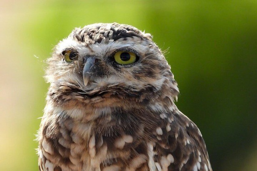 Birdwatching from Santiago: Andes or Pacific Coast. Flexible Tour 2