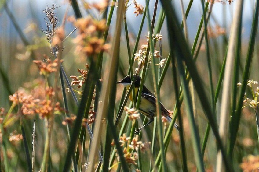 A bird perched among tall grasses and small flowers. 4
