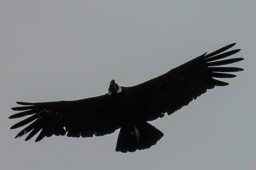 Birdwatching from Santiago: Andes or Pacific Coast. Flexible Tour 3