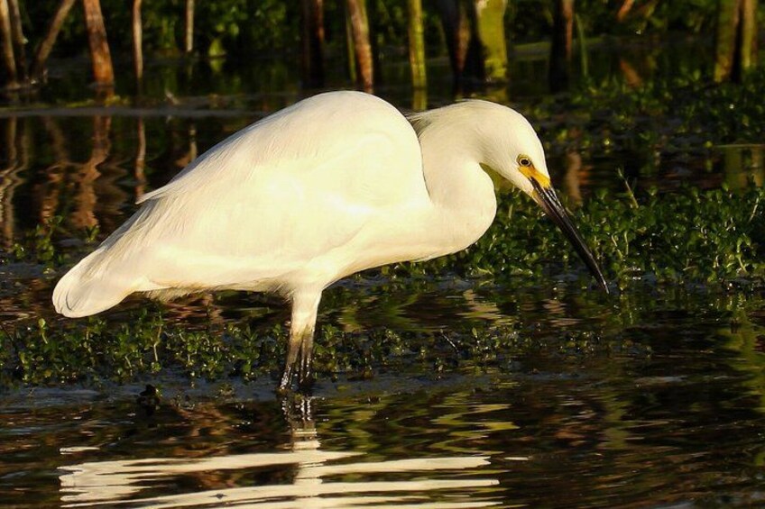 A white bird wading in shallow water with reflections of trees in the background. 2