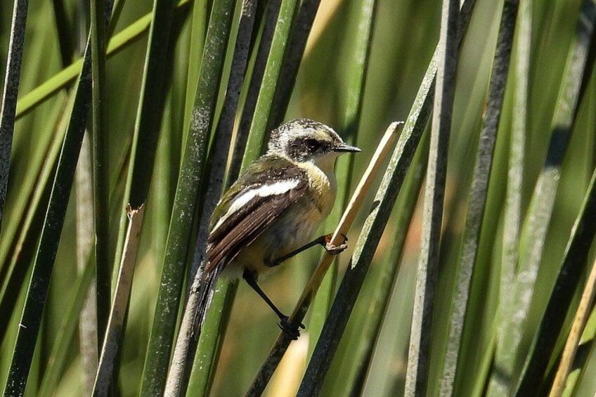A small bird perched on a green plant. 3