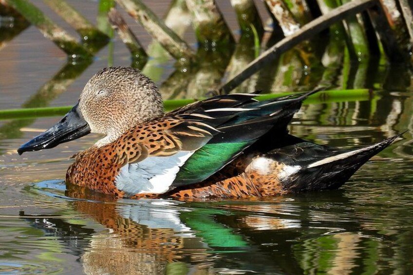 A duck swimming in water with reflections of surrounding vegetation. 5